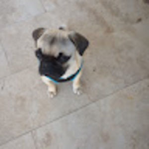 Meet your Posher, 엔지